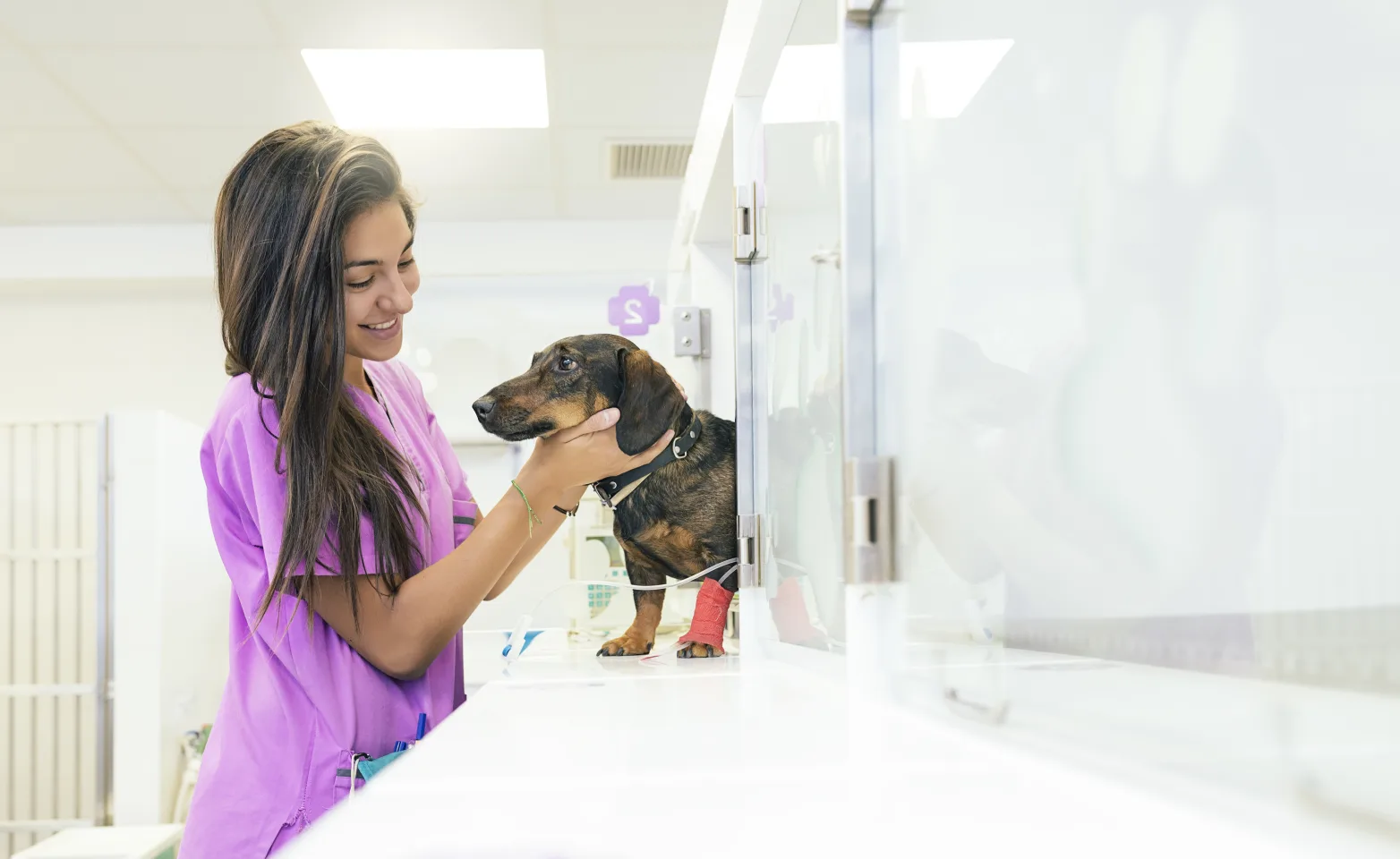 A veterinarian smiling checking in on a dachshund